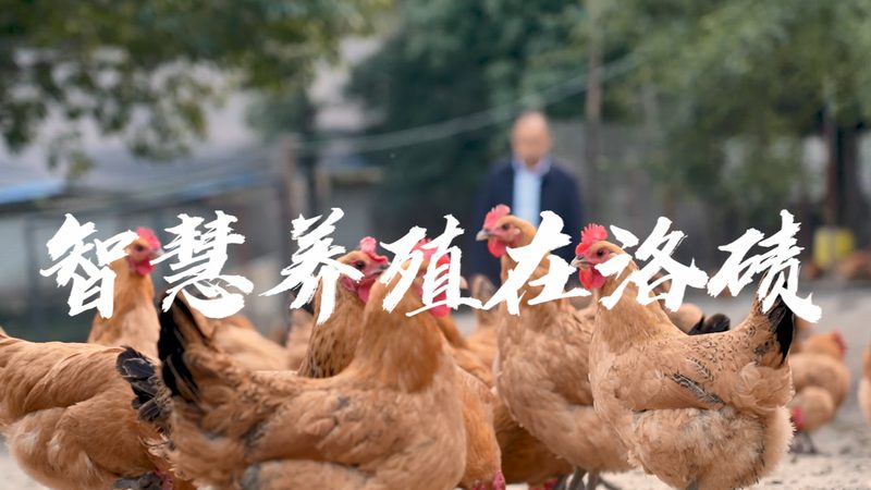 细胞工厂定制流程：揭秘生物医药生产的精密之旅